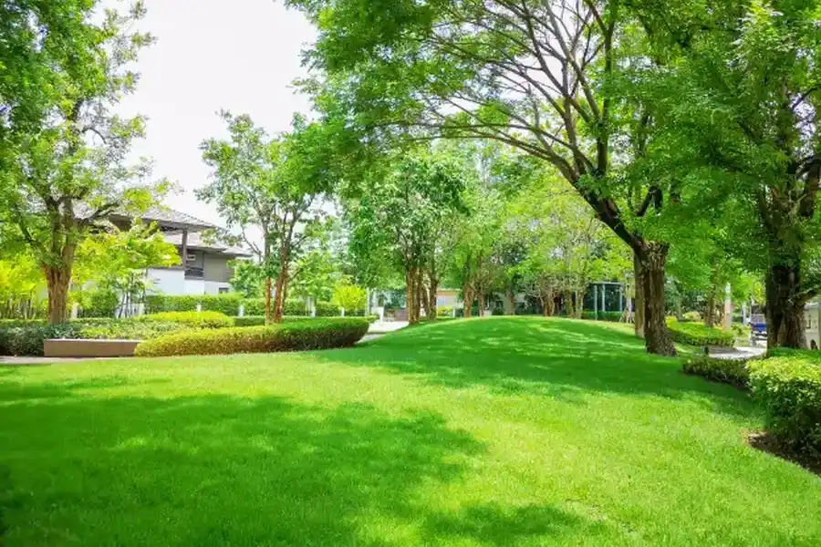 Common Lawn Issues And How Proper Maintenance Resolves Them Canton, GA